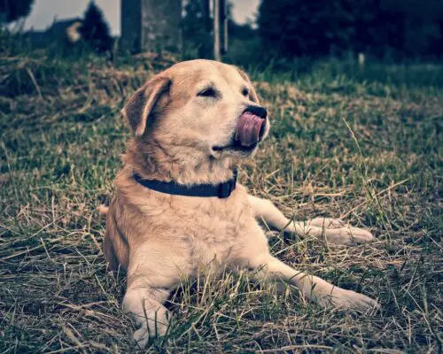 yellow lab laying in park