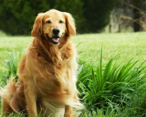 golden retriever sitting in the grass