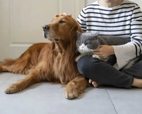 Golden Retriever and British Shorthair accompany their owner